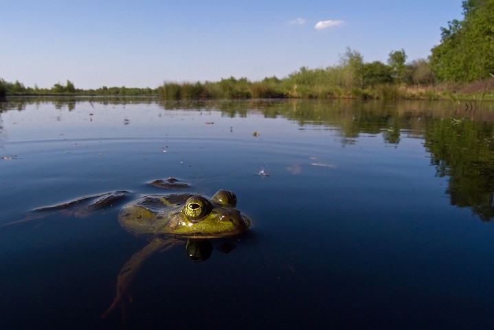 Teichfrosch Rana kl. esculenta